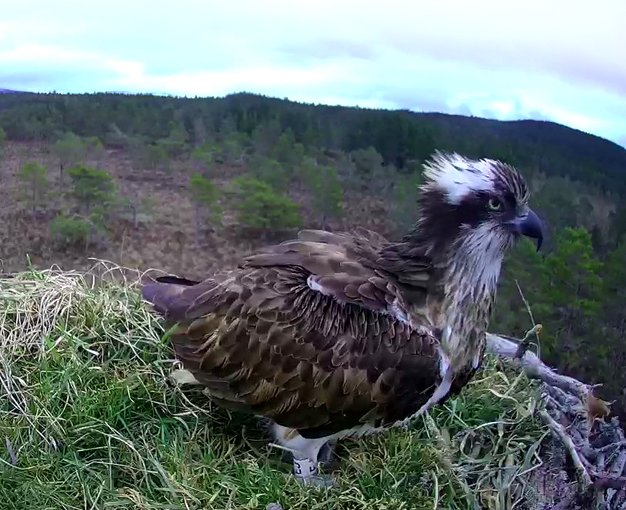 RSPB LOCH GARTEN