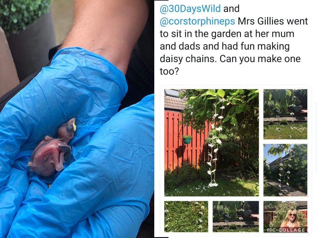 One pupil had an extra special wild challenge when they came across a young bird and managed to contact a specialist and get it to safety. Another member of staff gets involved in a wild challenge