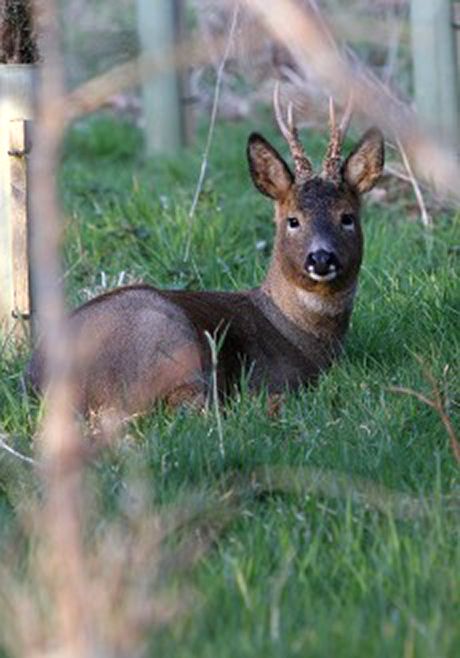 Roe deer was seen on my walk