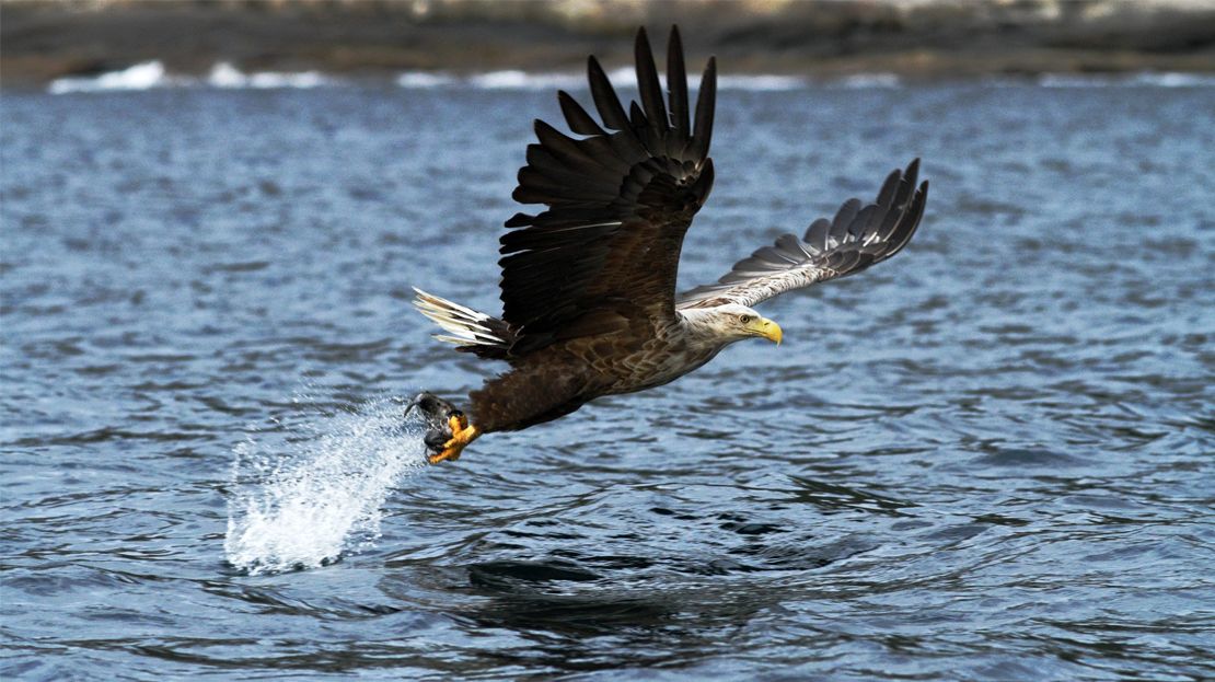 image of Sea Eagle Photographed on Scotland's west coast