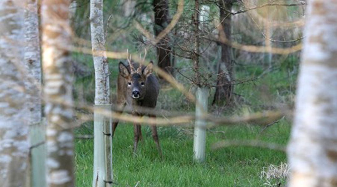 Keeping in contact with nature